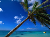 Sea View Beyond Palm Tree, La Romana, La Romana, Dominican Republic
