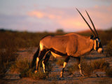 Gembsbok, or Oryx (Oryx Beisa), Kgalagadi Transfrontier Park, Northern Cape, South Africa