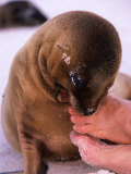 A Sea Lion Pup Nibbling on Toes, Galapagos, Ecuador