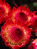 Beautiful and Exotic Protea Flower Grown on the Slopes of Haleakala Nat. Park, Maui, Hawaii, USA