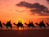 Buy Camel Trek at Sunset along the Beach., Broome, Australia at AllPosters.com