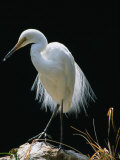 Great Egret in Breeding Plumage, Adelaide, Australia