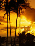 Palm Trees Silhouetted at Sunrise, Kauai, Hawaii, USA