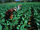 Buy Tobacco Workers, Vinales, Pinar Del Rio, Cuba at AllPosters.com
