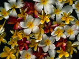 Frangipani Offerings at a Buddhist Temple in Tangalla, Tangalla, Southern, Sri Lanka