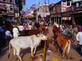 Buy Human and Animal Traffic on Dasaswamedh Ghat Road, Varanasi, Uttar Pradesh, India at AllPosters.com