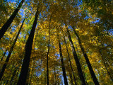 Buy Looking Up Through Autumn Trees, Great Smoky Mountains National Park, USA at AllPosters.com