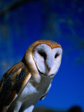 Portrait of Owl, Arizona, USA