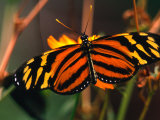 Danalid Butterfly, Costa Rica