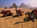 Buy Camels Resting with Pyramids in Background, Giza, Egypt at AllPosters.com