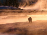 Winter Bison (Bison Bison), Yellowstone National Park, Wyoming, USA