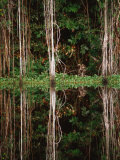 Buy Rainforest Reflected in Still Waters of Canal, Tortuguero National Park, Limon, Costa Rica at AllPosters.com