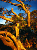 Sunset on Snow Gums Below Mt. Feathertop, Alpine National Park, Australia