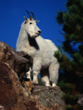 Mountain Goat on Rock Ledge,, USA
