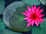 Water Lilies in Bloom, Kandy, Sri Lanka