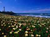 Pigeon Point Lighthouse of San Mateo County, with Wildflowers in Foreground, Sacramento, USA
