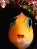 Ecsenius Species Fish, of Blenniidae Family, Perciformes Order, Maldives