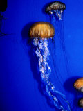 Jellyfish in Outer Bay Exhibit, Monterey Bay Aquarium, Monterey Bay, USA