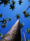 Buy Kapuaiwa Coconut Grove, Kaunakakai, Molokai, Hawaii, USA at AllPosters.com