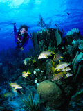 Buy A Diver Watches a Group of Schoolmasters Congregate Around One of the Cayman Reefs, Cayman Islands at AllPosters.com