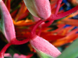 Exotic Flowers for Sale at Parap Outdoor Market, Darwin, Australia