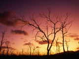 Buy Dead Trees Silhouetted at Sunset, Airlie Beach, Queensland, Australia at AllPosters.com
