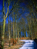 Snow Covered Path in a North West Sjaelland Forest, Sjaelland Island, West Zealand, Denmark