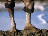 Buy The Feet of a Salt Worker, Gujarat, India at AllPosters.com