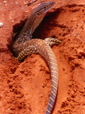 Sand Goanna (Veranus Gouldii), Sturt National Park, New South Wales, Australia