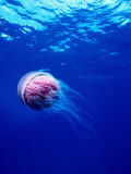 Jellyfish,,Myanmar (Burma)