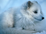 Close-Up of an Arctic Fox (Alopex Lagopus), Canada