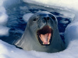 Buy Weddell Seal (Laptonychotes Weddellii), Antarctica, Antarctica at AllPosters.com