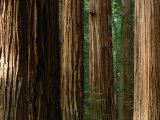 Coast Redwood Trees, Humboldt Redwoods State Park, USA
