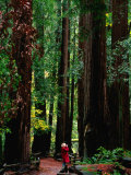 Buy Forest of Redwood Trees, Muir Woods National Monument, California, USA at AllPosters.com