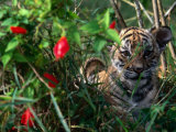 Phet, the Indo-Chinese Tiger, Also Known as Corbett's Tiger, Luang Prabang,Laos