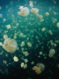 Buy Jellyfish (Scyphozoa), Palau at AllPosters.com