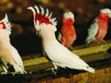 Major Mitchell Cockatoos (Cacatua Leadbeaters), Currawinya National Park, Queensland, Australia
