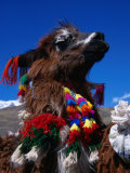 Buy Decorated Llama Near Pacchanta, Pacchanta, Cuzco, Peru at AllPosters.com