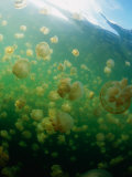 Jellyfish (Scyphozoa), Palau