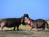 Two Male Hippopotamus (Hippopotamus Amphibius) Fighting Over Territory, Katavi NP, Rukwa, Tanzania