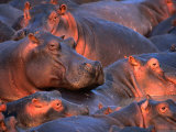 Hippopotamus (Hippopotamus Amphibius) in River, Katavi National Park, Rukwa, Tanzania
