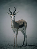 Springbok in Sandstorm, Central Kalahari Game Reserve, Kgalagadi, Botswana