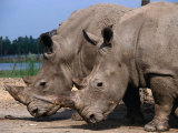 Rhinoceros's in Bangkok's Safari World, Bangkok, Thailand