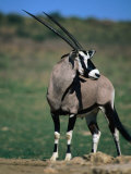 Gemsbok or South African Oryx, Kgalagadi Transfrontier Park, Northern Cape, South Africa