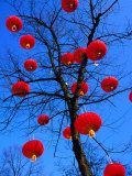Buy Chinese Lanterns Hanging from Trees in Tivoli Gardens, Copenhagen, Denmark at AllPosters.com