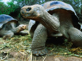 Giant Tortoises at Charles Darwin Research Station, Isla Santa Cruz, Galapagos, Ecuador
