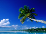 Buy Palm Tree Over Aitutaki Beach and Lagoon, Aitutaki, Southern Group, Cook Islands at AllPosters.com