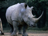 Buy White Rhinoceros, Mkuzi Game Reserve, Mkuzi Game Reserve, Kwazulu-Natal, South Africa at AllPosters.com