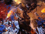 Fish in a Pool of Water, Manado, North Sulawesi, Indonesia