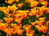 Buy Californian Poppies, USA at AllPosters.com